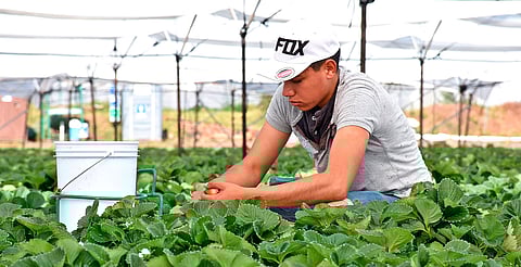 Estiman 470 mdp por remesas de trabajadores agrícolas temporales en primer semestre