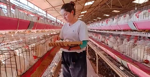 El Senasica realiza acciones de vigilancia epidemiológica y promueve entre los productores la bioseguridad de las granjas avícolas para preservar el abasto de productos de ave sanos e inocuos