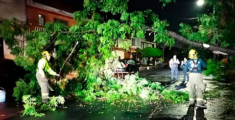 Dos árboles caídos por lluvia, reporta PC de Morelia