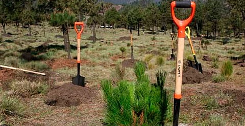 Reforestación comenzaría en julio; hay casi 6 millones de plantas disponibles: SECMA