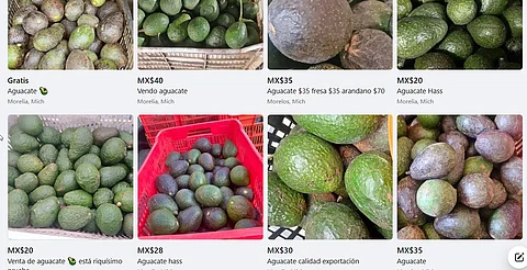 Rematan hasta en $20 kilo de aguacate en Michoacán; hay por caja