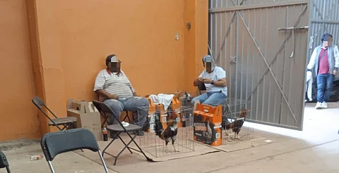 Desalojan 150 personas por pelea de gallos clandestina en Michoacán