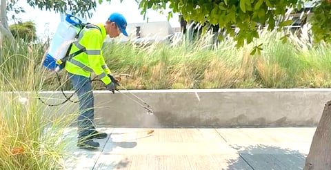 Michoacán, a la vanguardia en América Latina con tecnología verde para purificación del aire