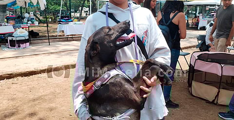 Mandy, Dexter, Sury, Rocko y otros, esperan ser adoptados con amor