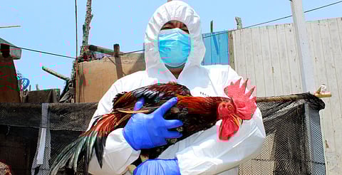 Primer muerte de gripe aviar AH5N2 en humanos ocurrió en México, confirma la OMS