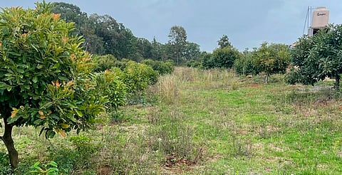 Por tala y plantación de aguacate, aseguran predio en Pátzcuaro
