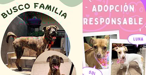 Este sábado feria de adopción de perritos en Morelia