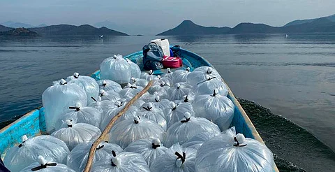 Liberarán alrededor de 50 mil peces blancos en el lago de Pátzcuaro