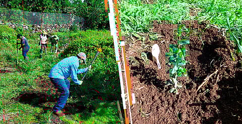 Secma reforesta La Mintzita con especies en peligro de extinción