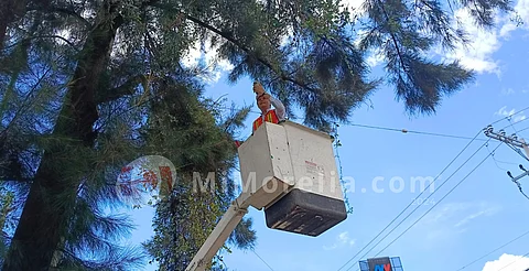 Por plagas se han podado más de 3 mil árboles en Morelia