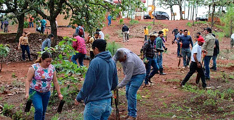 Plantarán 10 mil árboles en Área Natural Protegida Mesa de Tzitzio