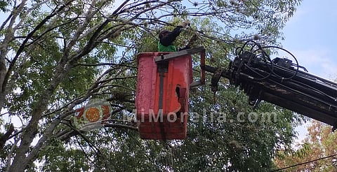 Podarán 20 mil árboles en Morelia