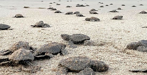 Nacen en playas michoacanas las primeras tortugas golfinas de la temporada