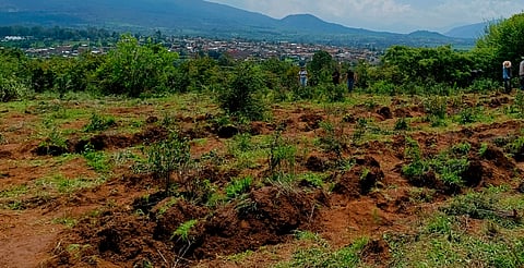 Aumenta interés de reforestar en Michoacán; 700 solicitudes de árboles, sólo ante Cofom