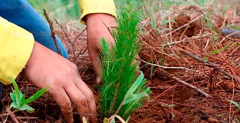 Gobierno de Morelia pone el árbol y tú elige la banqueta