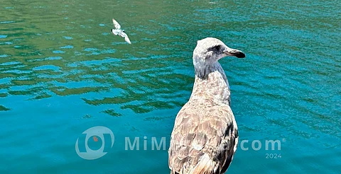 Presa Urepetiro de Zamora arriba del 100% de su capacidad