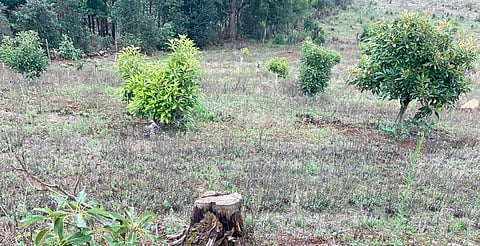 Uruapan, Pátzcuaro y Villa Madero, los municipios más recurrentes de denuncias forestales: Profepa