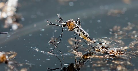 Protege a tu familia del dengue con estas recomendaciones