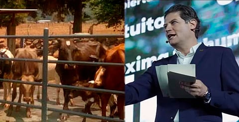 Ayuntamiento apoyó al repoblamiento ganadero y mejoramientos genético de bovinos