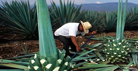 Ante caída del precio del agave, productores michoacanos pueden optar por nuevas salidas: CIDAM