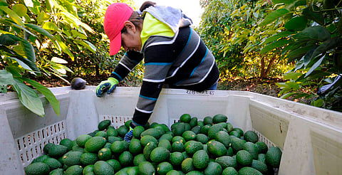 Respalda Semarnat certificación estatal para el cultivo de aguacate