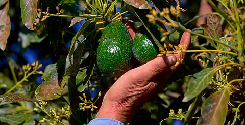 Michoacán produce el 75 % del aguacate mexicano: Sader