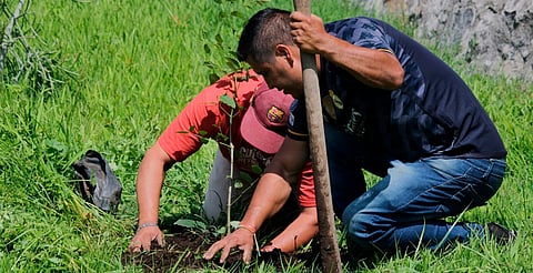 Pese a sequías y olas de calor, sobrevivencia de los árboles plantados en Morelia ha sido superior al 80%