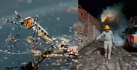 Michoacán ocupa cuarto lugar en casos de Dengue a nivel nacional; van 5 muertes