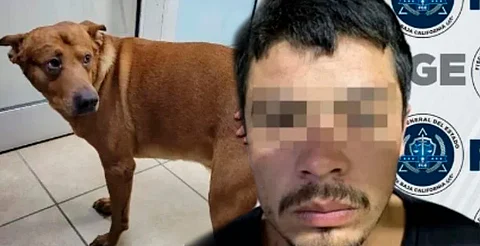 Intentó matar a su perrito porque en casa "lo atendían mejor que a él"