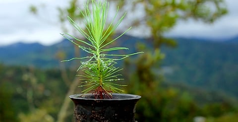 Michoacán: plantó sin permiso árboles de aguacate y ahora deberá reforestar con 200 pinos