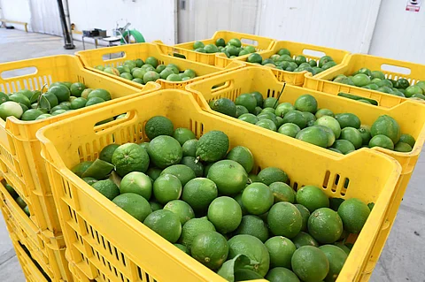 Corte de limón, con normalidad; sólo cerraron algunas empacadoras en Apatzingán: Torres Piña
