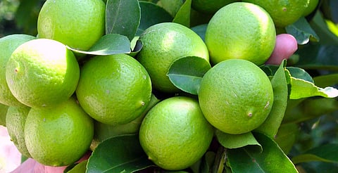 Michoacán produjo en 2021 un millón 71 mil 329 toneladas de limón