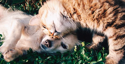 Reportan envenenamiento de 30 perros y gatos en Oaxaca