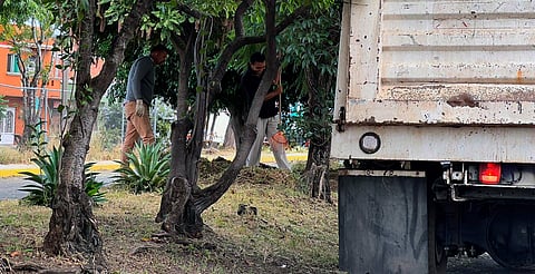 En Morelia, suman 3 mil 500 árboles podados para prevenir accidentes y plagas