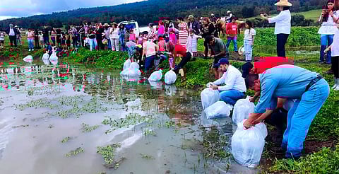 Compesca siembra 15 mil crías de tilapia en laguna de Zinciro