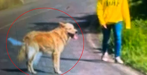 Morelia: familia busca a perrito, "ángel" que cuidó a niña desaparecida