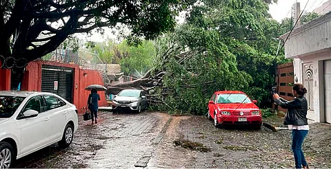 Los 8 árboles que cayeron ayer por la tormenta estaban sanos, asegura ayuntamiento