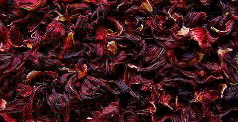 Jamaica, oportunidad de negocio para Costa y Tierra Caliente: CIDAM