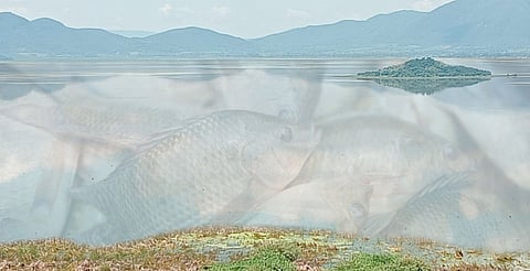 Compesca sembrará 200 mil crías de tilapia en el lago de Cuitzeo