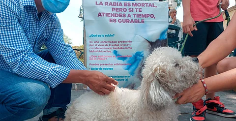 SSM continúa con vacunación antirrábica canina y felina en el Centro de Morelia
