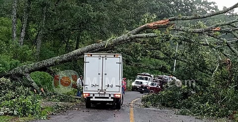 Árbol cae sobre la carretera Morelia - Mil cumbres