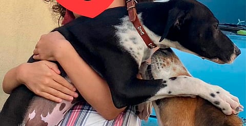 ¡Cambiale la vida a un peludo! Este sábado feria de adopción, en Morelia