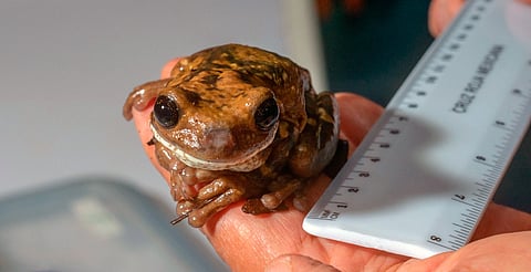 Maestría en Ciencias Biológicas de la UMSNH, una opción para tu crecimiento profesional