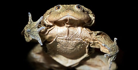 Decomisan 390 ranas en peligro de extinción usadas como afrodisíaco