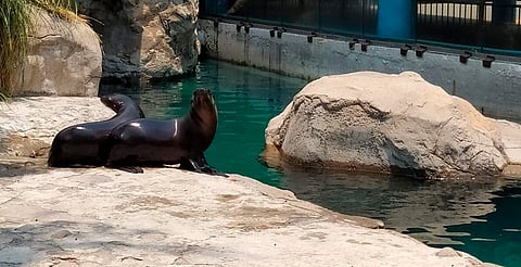 Hombre muere ahogado al caer en el estanque de los lobos marinos en el Zoológico de la CDMX