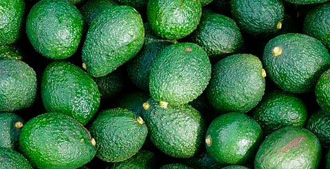 Acuerdan México y Estados Unidos que personal de Agricultura supervise huertos del programa de exportación de aguacate