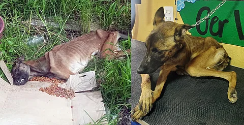 Perrita abandonada y en los huesos, es rescatada por morelianos