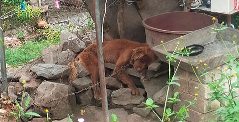 Michoacán: rescata FGE a perrito que vivía en condiciones de maltrato animal