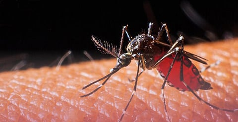 Prevalecen niños y adolescentes como los más afectados por dengue en Michoacán: SSM