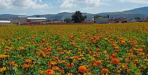 ¡Apúntate! Anuncian Ruta de la Flor de Cempasúchil en Michoacán